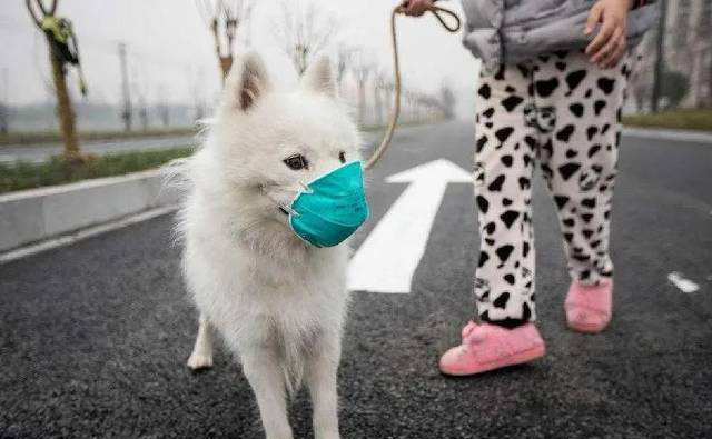 SASR-Cov-2 သည်အိမ်မွေးတိရစ္ဆာန်များသို့ပျံ့နှံ့သလား။